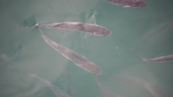 水面のマルレット魚の群れが空気を飲み込んでいる 4Kについて スローモーション — ストック動画