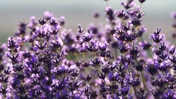 Campo Lavanda Floreciente Hermosas Flores Moradas Cultivo Ecológico Regional — Vídeos de Stock