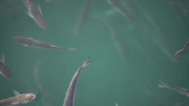 Σμήνη Ψαριών Από Κεχρί Στην Επιφάνεια Του Νερού Καταπίνουν Τον — Αρχείο Βίντεο