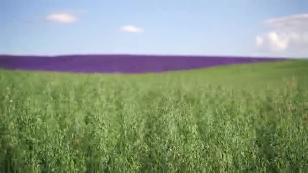 Oat Pemandangan Lapangan Pertanian Dengan Bidang Lavender Latar Belakang Daerah — Stok Video