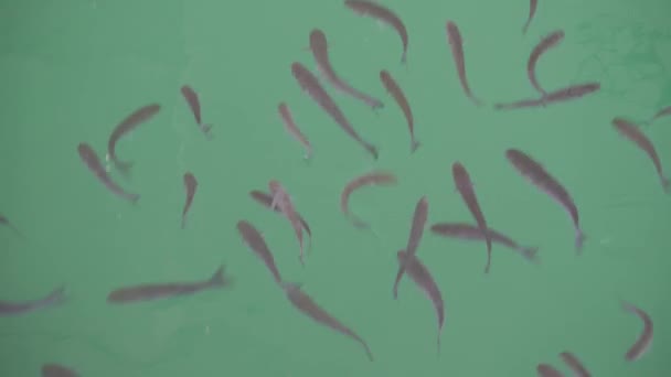 Flock Mullet Fish Surface Water Swallow Air Hlg 2020 — Vídeo de Stock