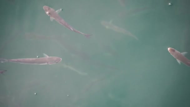Зграя Мультяшної Риби Поверхні Води Ковтає Повітря Кілометровий — стокове відео