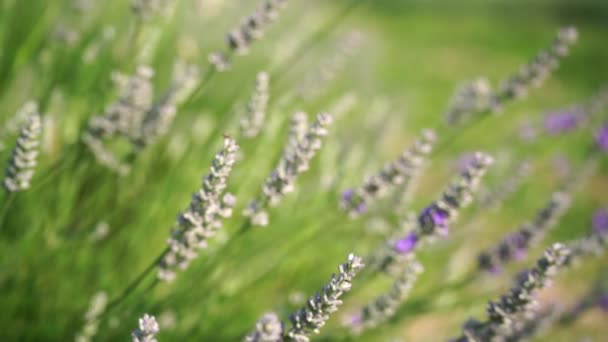 Lavandin Tarlada Çiçek Açmaya Başladı Aroma Malzemeleri Yağlar Için Büyüyen — Stok video