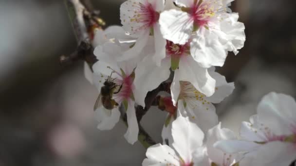 Včelí Bílé Květy Mandlového Stromu Zblízka Medonosné Včely Létají Opylují — Stock video