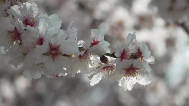 ดอกไม ขาว ใบไม ลมอนด งไม ตกแต งภายใต แสงแดดสดใส าเคร องหมายการมาถ — วีดีโอสต็อก
