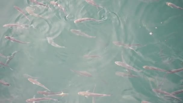 Vzduch Polyká Hejno Mulčovitých Ryb Hladině Vody Zpomalený Pohyb — Stock video