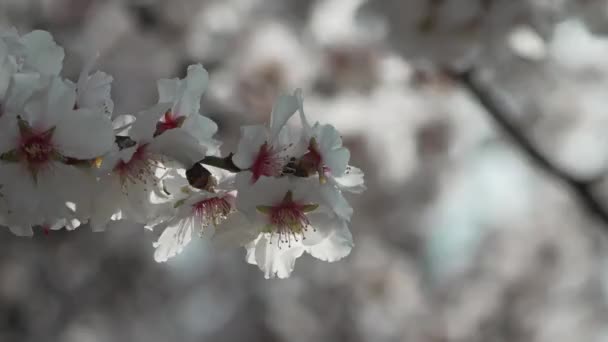 Witte Bloesems Amandel Voorjaar Versieren Takken Van Bomen Onder Fel — Stockvideo