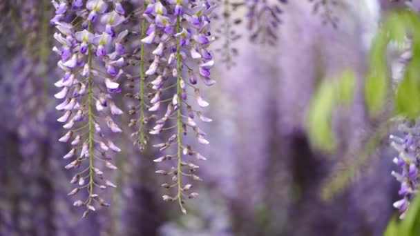 Wisteria Sinensis Mekar Dengan Aroma Bunga Ungu Klasik Penuh Mekar — Stok Video