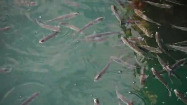 Rebanho Peixes Tainha Superfície Água Engolir — Vídeo de Stock