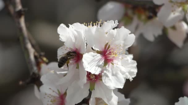 Белые Цветы Миндального Дерева Крупным Планом Медовая Пчела Мухи Опыляет — стоковое видео