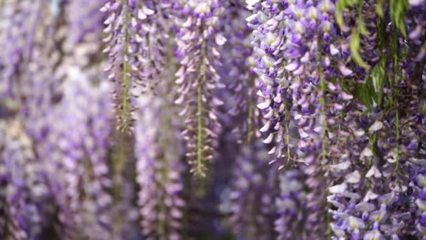 香りの古典的な紫色の花で血まみれのウィステリアシネスは 風のクローズアップに血糖を吊るして満開です 春のワイスターと庭 — ストック動画