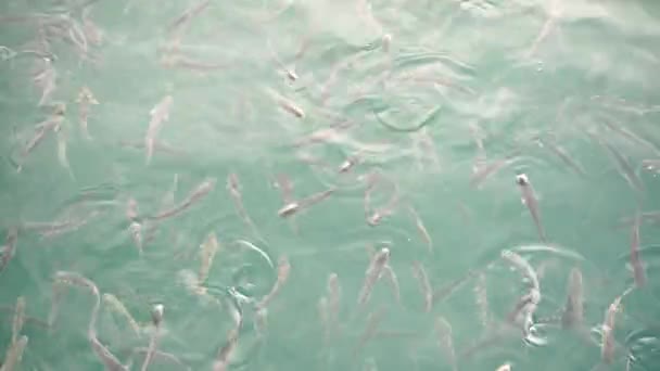 Stado Ryb Mullet Powierzchni Wody Połknąć Powietrze — Wideo stockowe