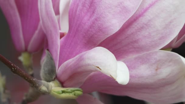 Magnolia Sulanjana Blommor Med Kronblad Vårsäsongen Lätt Bris Rör Vackra — Stockvideo