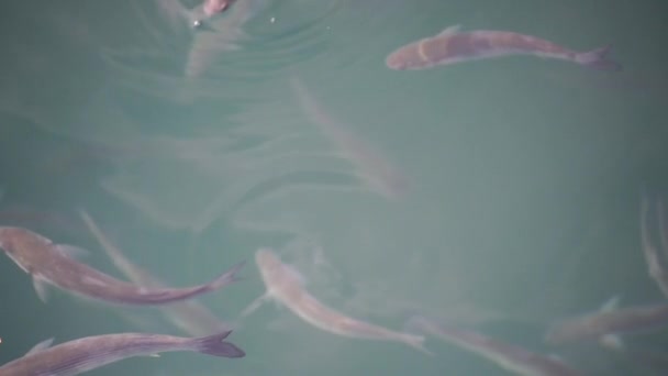 Зграя Мультяшної Риби Поверхні Води Ковтає Повітря Повільний Рух — стокове відео