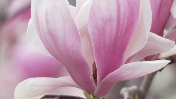 Magnolia Sulanjana Flores Com Pétalas Estação Primavera Uma Brisa Leve — Vídeo de Stock
