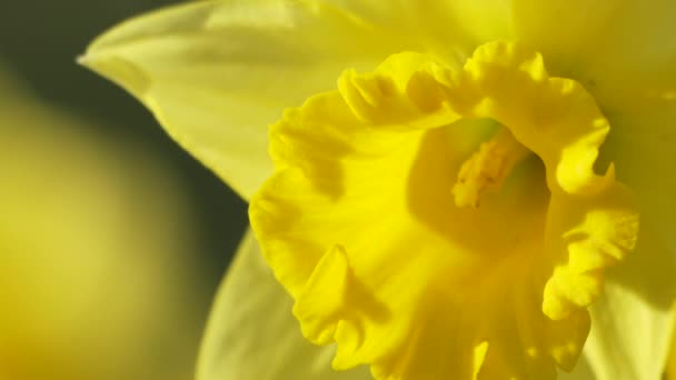 Sárga Nárcisz Virágok Virágzó Virágzik Természeti Háttér — Stock videók