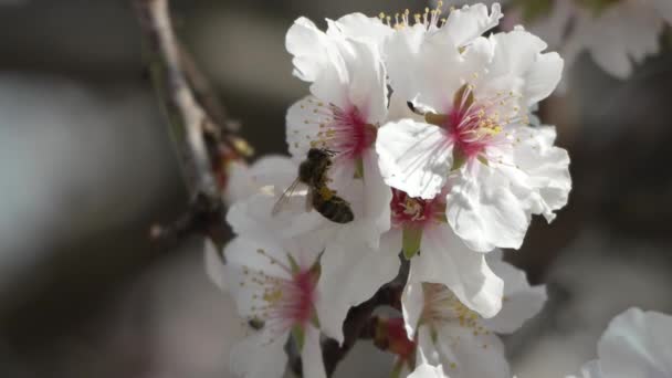 Flores Brancas Abelha Amêndoa Close Mel Abelha Voa Poliniza Floração — Vídeo de Stock