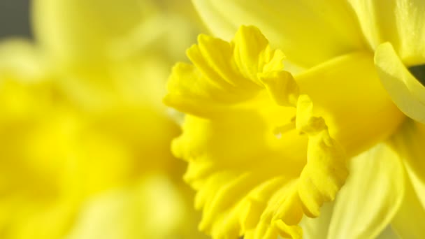 Żółte Żonkile Kwiaty Kwitnące Naturalnym Tle — Wideo stockowe
