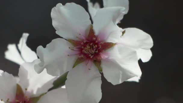 Flores Brancas Fonte Amêndoa Adornam Galhos Árvores Sob Luz Solar — Vídeo de Stock