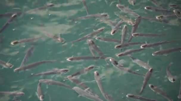 水の表面にボラの魚の群れは 空気を飲み込む — ストック動画