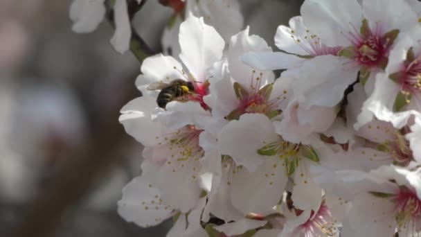 蜜蜂白色的杏树花 蜜蜂会飞和授粉 春季开花 — 图库视频影像