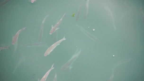 Зграя Мультяшної Риби Поверхні Води Ковтає Повітря Кілометровий — стокове відео