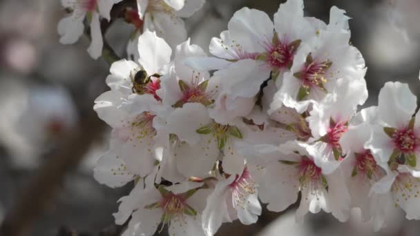 Badem Ağacından Arı Beyazı Çiçekler Yakın Plan Bal Arısı Uçar — Stok video