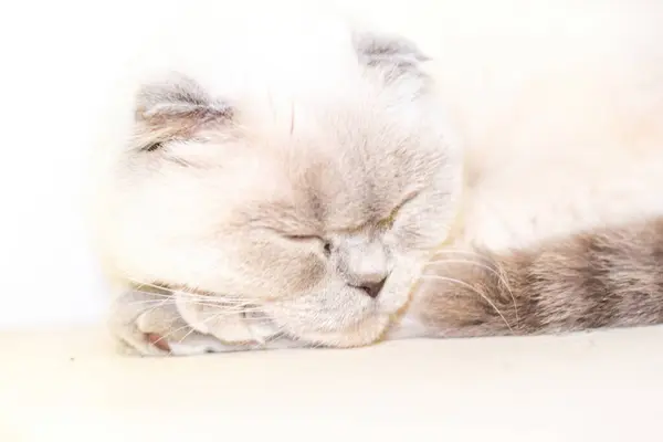 A cat is sleeping on a white couch. The cat is white and has a gray face. The cat is curled up and he is very relaxed