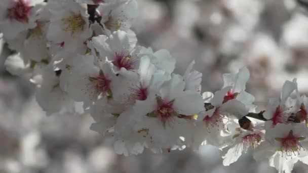 Flores Brancas Fonte Amêndoa Adornam Galhos Árvores Sob Luz Solar — Vídeo de Stock