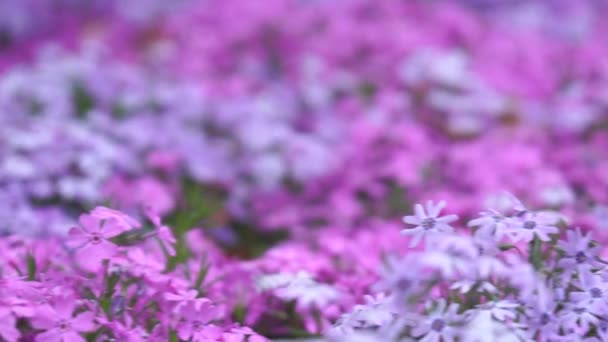 Поле Фиолетовых Цветов Розовыми Цветами Цветы Полном Расцвете Цвета Яркие — стоковое видео