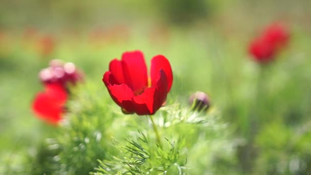 赤い花は緑の草の畑の前景にあります 花はイメージの主な焦点であり 緑の背景に対して際立っています 静けさと自然美のコンセプト — ストック動画