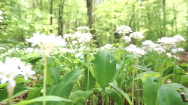 Campo Flores Blancas Allium Ursinum Con Hojas Verdes Las Flores — Vídeos de Stock