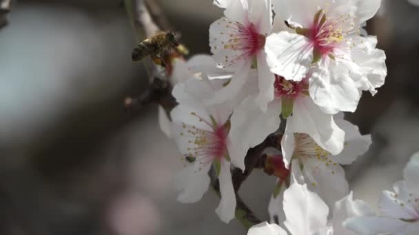 Abeille Fleurs Blanches Amandier Gros Plan Les Abeilles Mellifères Pollinisent — Video