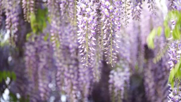 Blühende Wisteria Sinensis Mit Duftenden Klassischen Lila Blüten Voller Blüte — Stockvideo