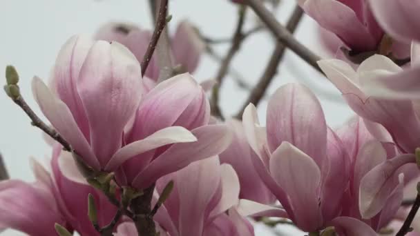 Magnolia Sulanjana Flowers Petals Spring Season Light Breeze Stirs Beautiful — Stock Video
