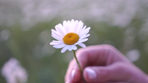 Ręka Trzymająca Biały Kwiat Żółtym Środkiem Kwiat Jest Polu Trawy — Wideo stockowe