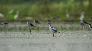 Tayland ve Güneydoğu Asya 'da Pied Avocet göçmen kuşları.