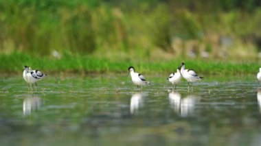 Tayland ve Güneydoğu Asya 'da Pied Avocet göçmen kuşları.