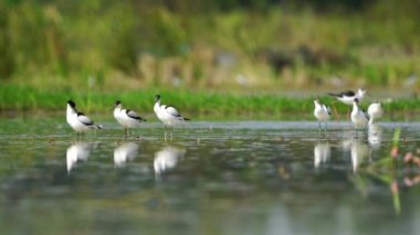 Tayland ve Güneydoğu Asya 'da Pied Avocet göçmen kuşları.