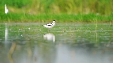 Tayland ve Güneydoğu Asya 'da Pied Avocet göçmen kuşları.
