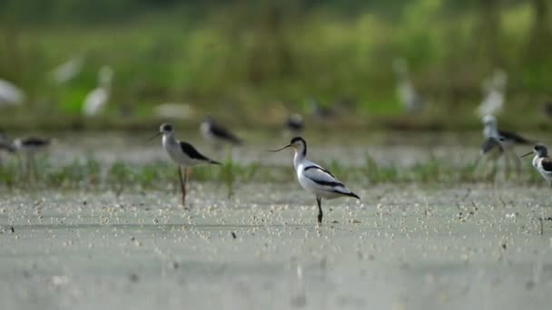 Aves Migratorias Pied Avocet Tailandia Sudeste Asiático — Vídeos de Stock