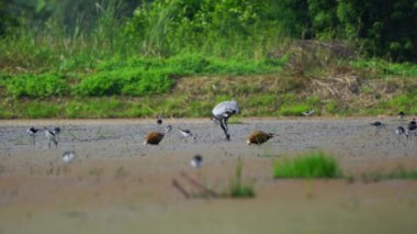 Tayland ve Güneydoğu Asya 'da yaygın Crane göçmen kuşları.