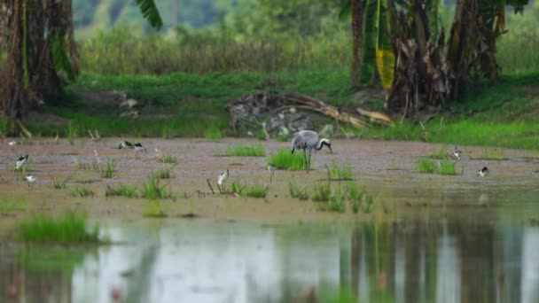 Aves Migratorias Comunes Grulla Tailandia Sudeste Asiático — Vídeos de Stock