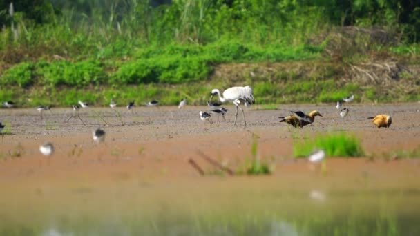 Κοινά Αποδημητικά Πτηνά Κρέιν Στην Ταϊλάνδη Και Νοτιοανατολική Ασία — Αρχείο Βίντεο