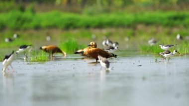 Tayland ve Güneydoğu Asya 'daki Ruddy Shelduck göçmen kuşları.