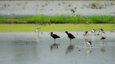 Tayland ve Güneydoğu Asya 'da parlak Ibis göçmen kuşları. 