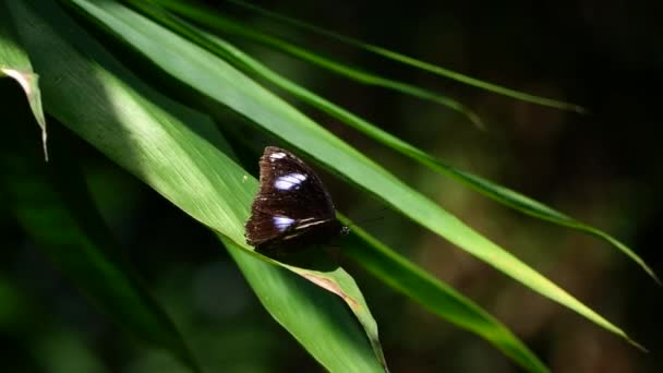 Danaid Eggfly Butterfly Thailandia Sud Est Asiatico — Video Stock