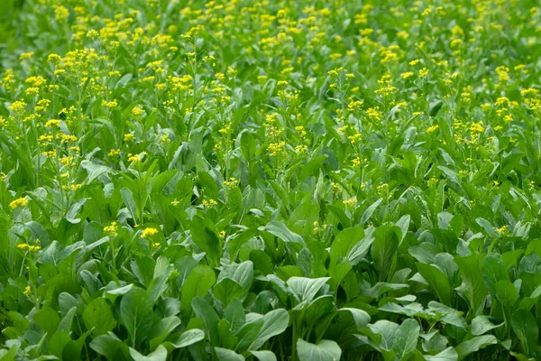 Mostaza Verdes Con Flores Verduras Granja Invernadero Agrícola —  Fotos de Stock