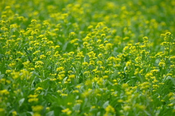 Mustard Greens with flowers Vegetables in Agricultural greenhouse farm.