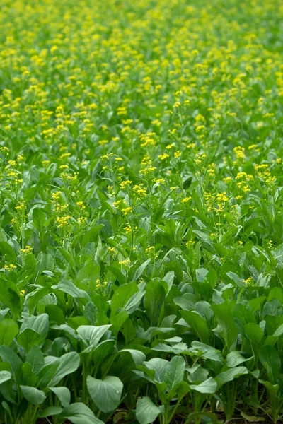Mustard Greens with flowers Vegetables in Agricultural greenhouse farm.